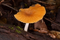 Cyptotrama glabra