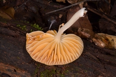 Cyptotrama glabra