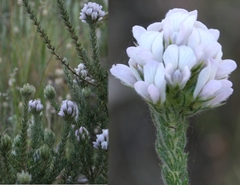 Aspalathus cephalotes cephalotes