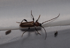 Phymatodes testaceus