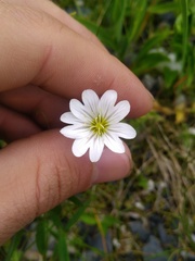 Cerastium alpinum
