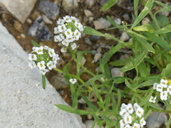 Lobularia