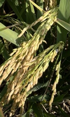Oryza sativa