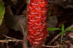Zingiberaceae