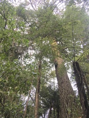 Phyllocladus trichomanoides