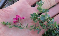 Indigofera denudata