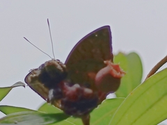 Euthalia monina monina
