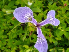 Iris hookeri