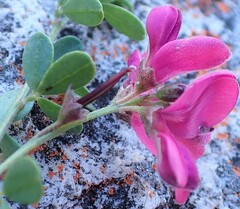 Indigofera denudata