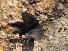 Papilio bianor