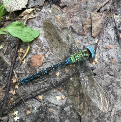 Aeshna viridis