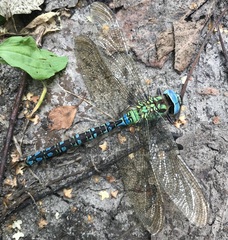 Aeshna viridis