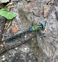 Aeshna viridis