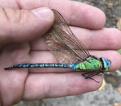 Aeshna viridis