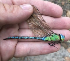 Aeshna viridis