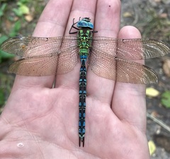 Aeshna viridis
