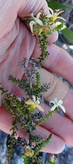 Wahlenbergia neorigida