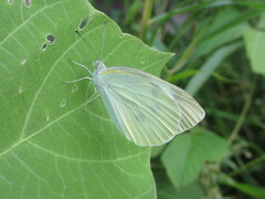 Pieris rapae crucivora