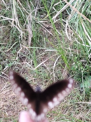 Euploea core