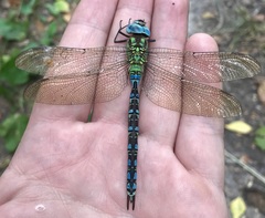 Aeshna viridis