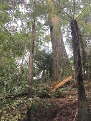 Phyllocladus trichomanoides