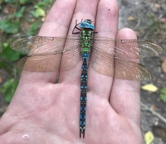 Aeshna viridis