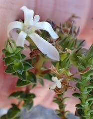 Wahlenbergia neorigida