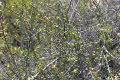 Phylica rogersii