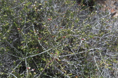 Phylica rogersii