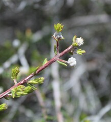 Phylica rogersii