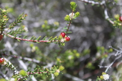 Phylica rogersii