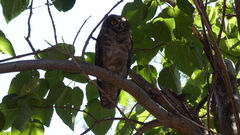 Bubo virginianus magellanicus
