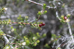 Phylica rogersii