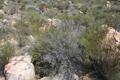 Phylica rogersii