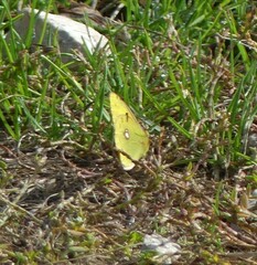 Colias croceus