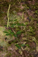 Peperomia tetraphylla