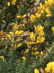 Antaxius spinibrachius