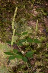 Peperomia tetraphylla