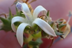 Wahlenbergia neorigida