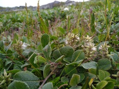 Salix arctica