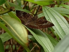 Euthalia monina monina