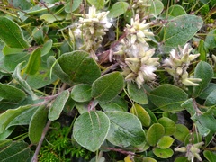 Salix arctica