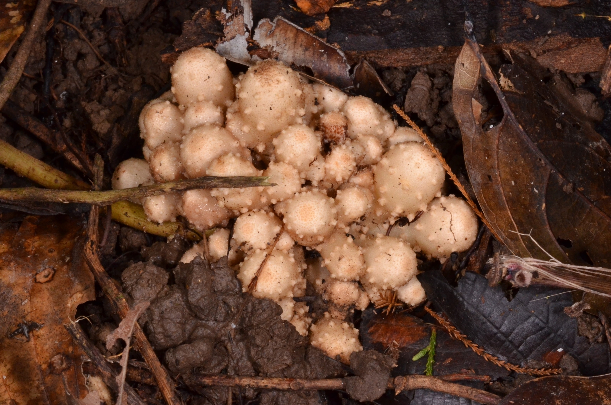 Balanophora aphylla (Balanophora aphylla)