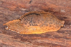 Helicarionoidea