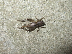 Loxoblemmus arietulus