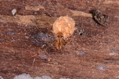 Mimetidae