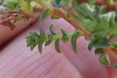 Wahlenbergia neorigida