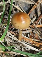 Stropharia coronilla