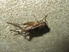 Loxoblemmus arietulus