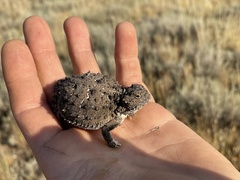 Phrynosoma douglasii